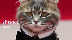 It would appear the cat is wearing designer #cat #cattok #metgala