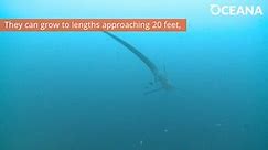 Thresher sharks have incredible tails!