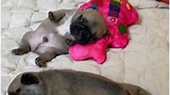 Cute Lazy Sunday. #frenchbulldog #frenchie #puppies