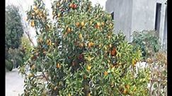 Kumquat tree - How to grow & care