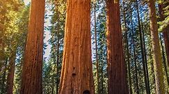 The Best Time to Visit the Sequoia Trees