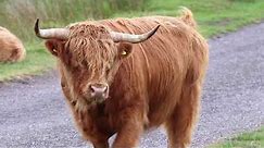 Highland Cows Mooing