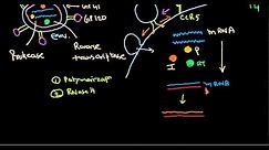 HIV life cycle