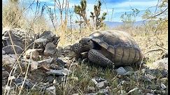 Wild Mojave