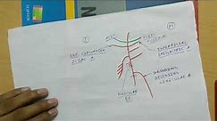 Femoral Artery - 2 | TCML