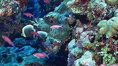 Coral Reef Essay: Descriptive Writing Guide & Coral Reef Research Topics