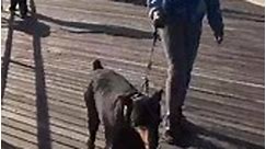 Coney Island! - The Doberman Gang of NYC