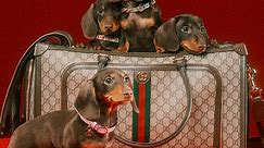 Gucci Pets