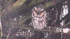 Long-Eared Owl Nest