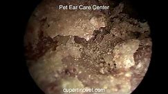 Ear Mites In Rabbit