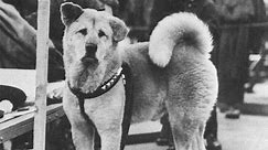 The Heartbreaking Story Of Hachikō, The World's Most Loyal Dog