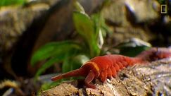 Meet The Terrifying Velvet Worm