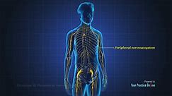 Occipital & Peripheral Nerve Blocks