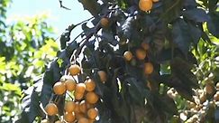 kumquat tree #gardening #garden #gardeningtips #gardenlife #gardeninspiration #gardenideas #gardenlove #gardendesign #gardenersofinstagram #gardenersworld #garden_styles #gardenphotography #gardenlovers #gardenerslife #gardenart #gardenbeauty #gardensofinstagram #gardenplants #gardenviews #gardenersparadise #gardenista #gardeningcommunity #gardenloversclub #gardenaddict #gardeners #gardenerslife | Pro Gardening