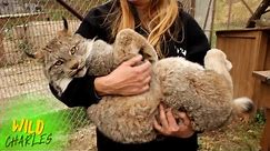 Canadian Lynx