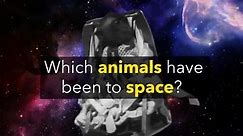 These Animals Have Been to Space