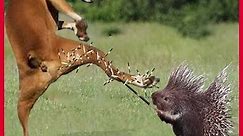 Porcupine Attack Dog Who Will Be The Winner -Porcupine vs Animals Dog leopard lions