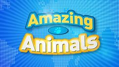 Amazing Animals