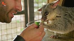 World's Cutest Possum!