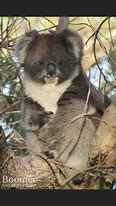 Image result for Koala Bear Cute