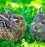 Image result for Keather Hare