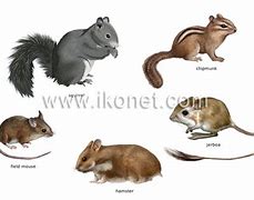 Image result for North American Rodents List