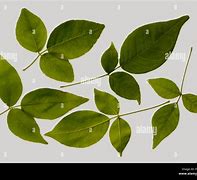 Image result for Bael Fruit Leaves