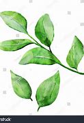 Image result for Watercolour Leaf Border