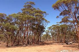 Image result for Landforms and Vegetation of Australia