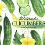 Image result for Cucumber Plant