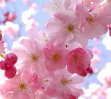 Image result for Flower Garden Screensavers Free