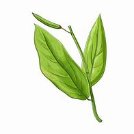 Image result for Tea Leaf Cartoon