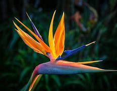 Image result for 10 Most Beautiful Flowers