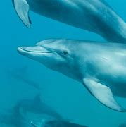 Image result for Blunt Nose Dolphin