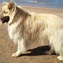 Image result for Husky Malamute Mix