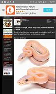 Image result for Ball Python Life Cycle