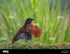 Image result for Islamorada Birds