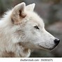 Image result for Wolf Side Rear View