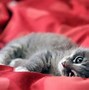 Image result for Gambar Kucing Mungil