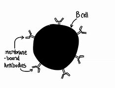 Image result for Bone Cell Picture B