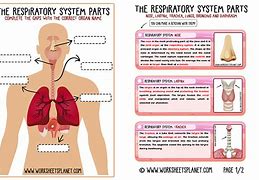 Image result for Respiratory System Chart for Kids