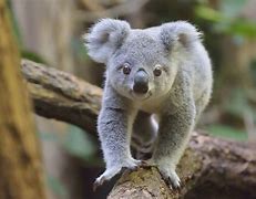 Image result for Los Koalas