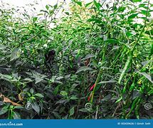 Image result for Organic Chilli Farming