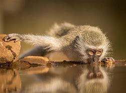 Image result for Vervet Monkey