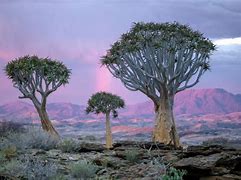 Image result for sub-Saharan Trees