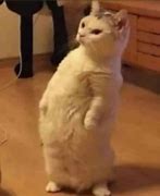 Image result for Kucing Kepala Botak Meme