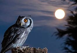 Image result for Night Owl Hensoldt