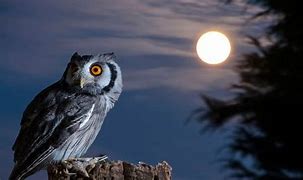 Image result for Night Owl Hensoldt