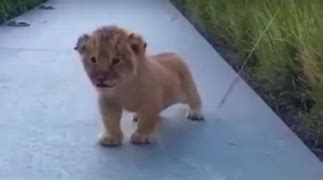 Image result for Lion Cub Roar