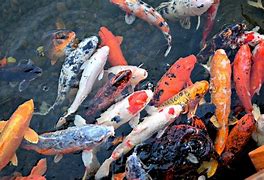 Image result for Facts About Koi Fish